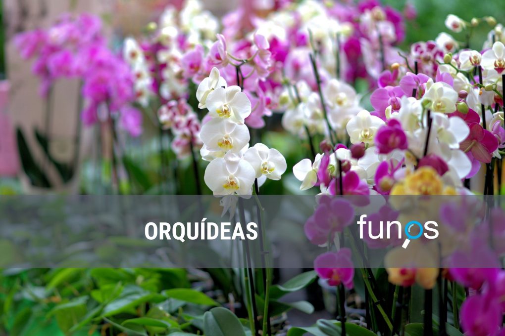 Orquídeas para funerales Funos