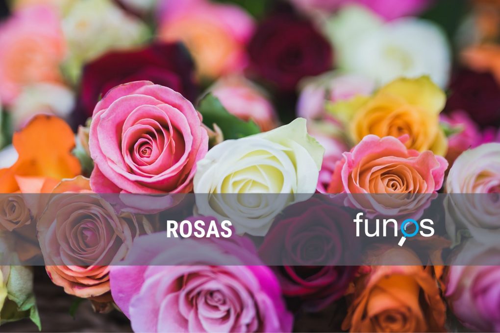 Rosas para funerales Funos